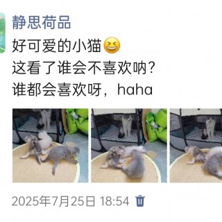 公司的小猫们img_20250731_180455.jpg