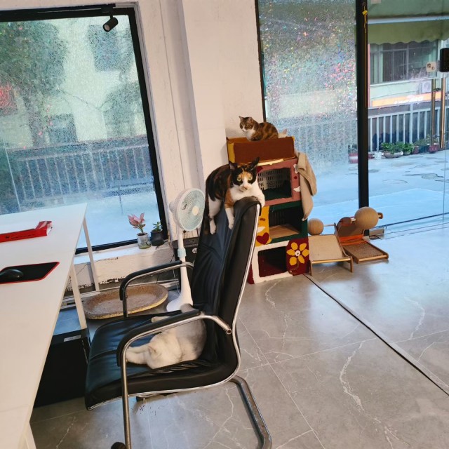 公司的小猫们mmexport1764142642276.jpg