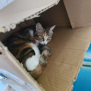公司的小猫们mmexport1753932880738.jpg
