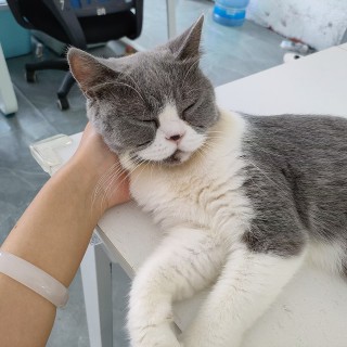 公司的小猫们mmexport1754478115668.jpg