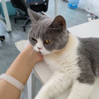 公司的小猫们mmexport1754478117976.jpg
