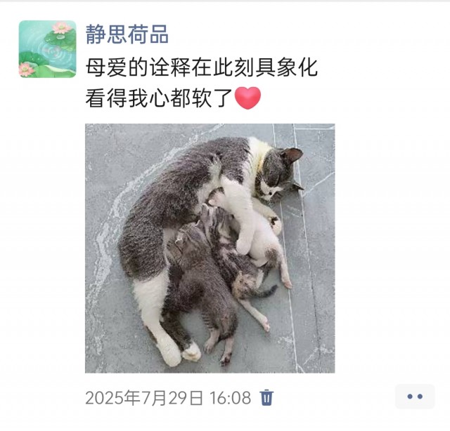 公司的小猫们img_20250731_180652.jpg