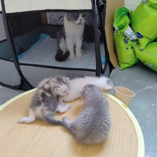 公司的小猫们mmexport1753956235537.jpg