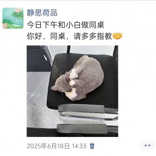 公司的小猫们img_20250731_112214.jpg