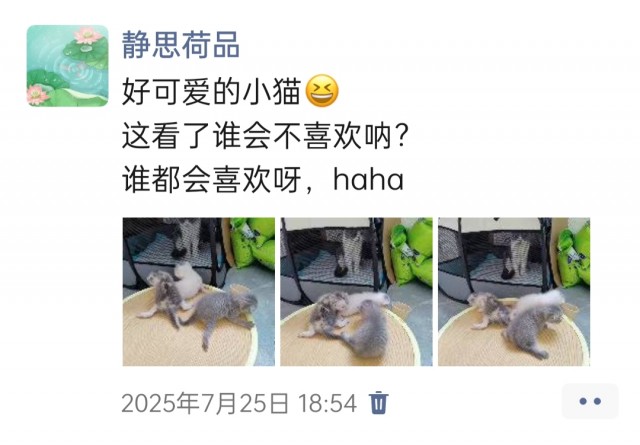 公司的小猫们img_20250731_180455.jpg