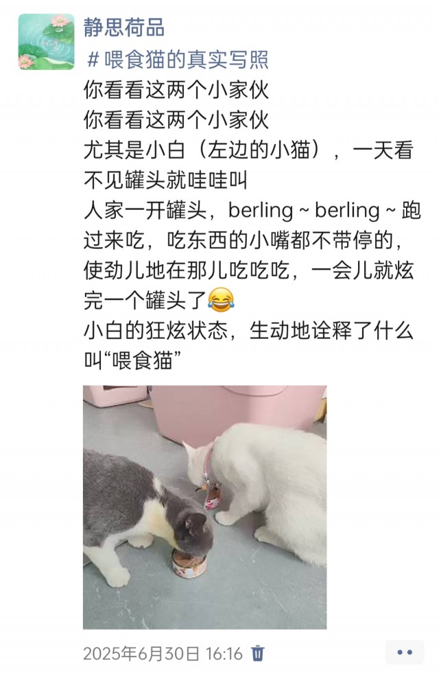 公司的小猫们img_20250731_113618.jpg