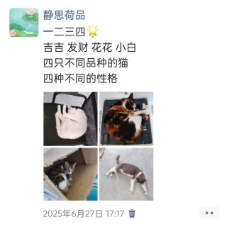公司的小猫们img_20250731_113609.jpg