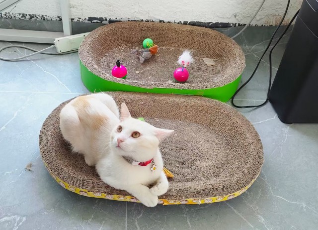 公司的小猫们mmexport1753932567172.jpg