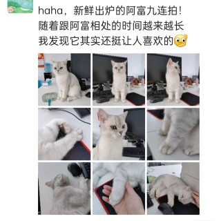 公司的小猫们img_20251126_154014.jpg