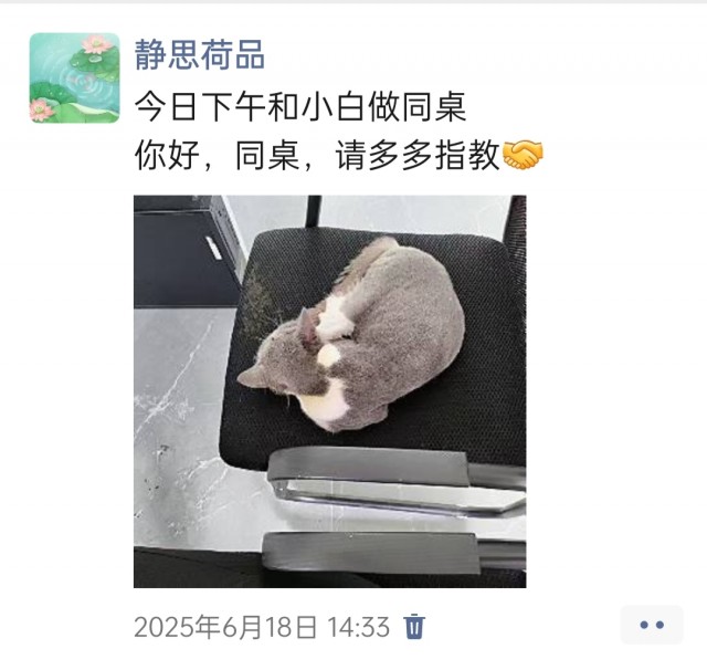 公司的小猫们img_20250731_112214.jpg
