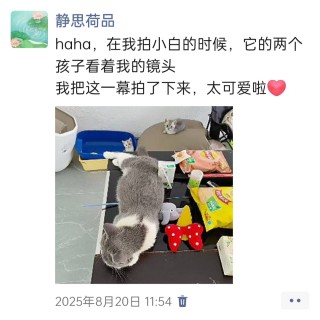 公司的小猫们img_20251126_144120.jpg