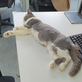 公司的小猫们mmexport1753932621876.jpg