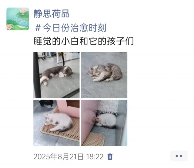 公司的小猫们img_20251126_144912.jpg