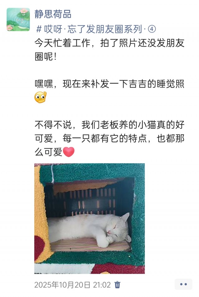 公司的小猫们img_20251126_160710.jpg