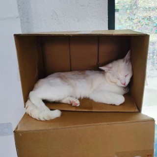 公司的小猫们mmexport1753931724986.jpg