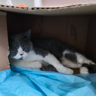 公司的小猫们mmexport1753933485124.jpg