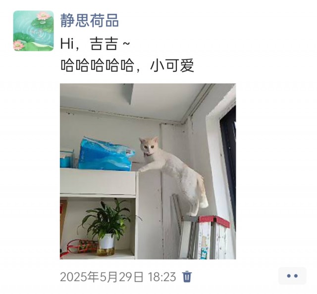 公司的小猫们img_20250731_111414.jpg
