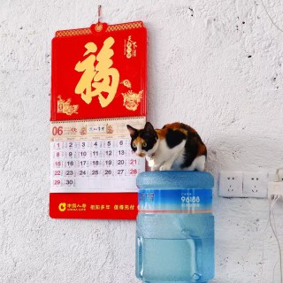 公司的小猫们mmexport1753932291904.jpg