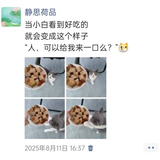 公司的小猫们img_20251126_144102.jpg