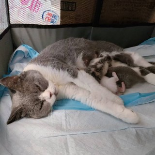公司的小猫们mmexport1753955137910.jpg