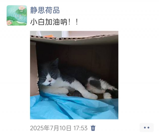 公司的小猫们img_20250731_115356.jpg