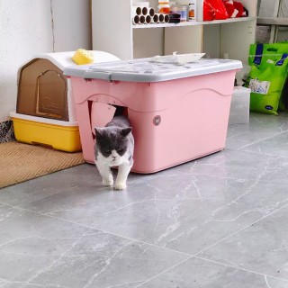 公司的小猫们mmexport1753932287003.jpg