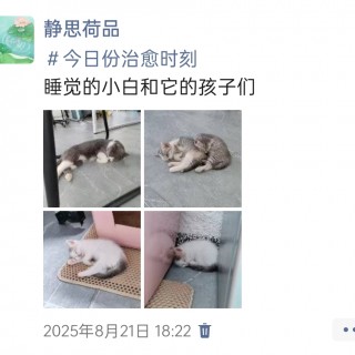 公司的小猫们img_20251126_144912.jpg