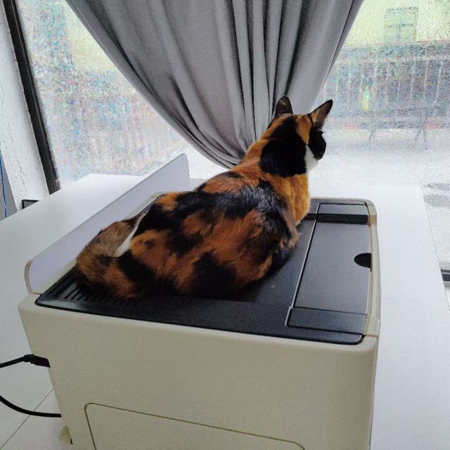 公司的小猫们mmexport1753932477665.jpg