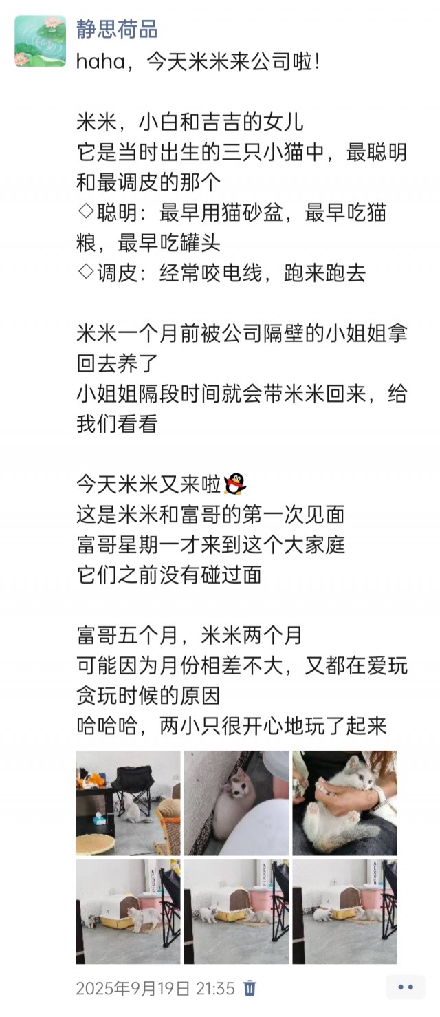公司的小猫们img_20251126_152007.jpg