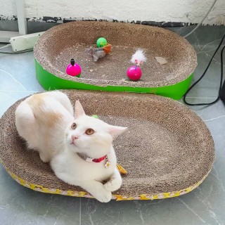 公司的小猫们mmexport1753932567172.jpg