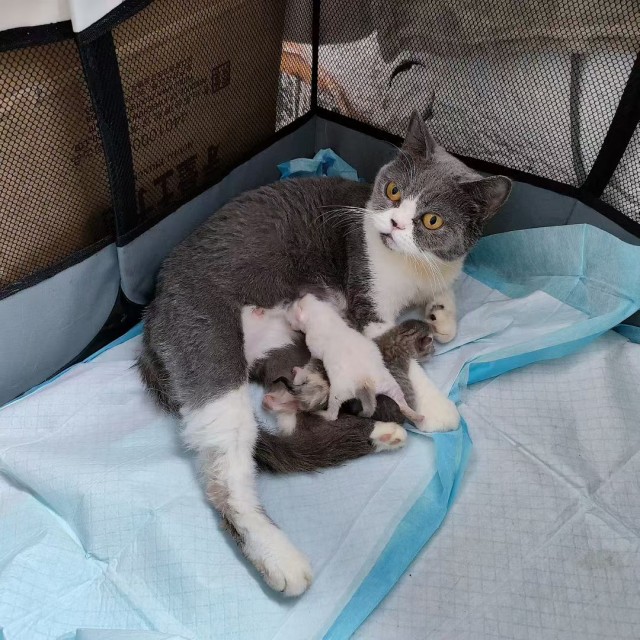公司的小猫们mmexport1753933497419.jpg