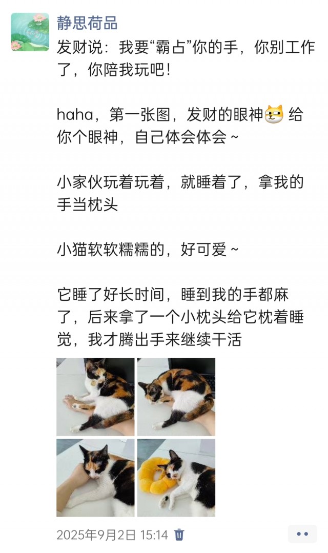 公司的小猫们img_20251126_145428.jpg