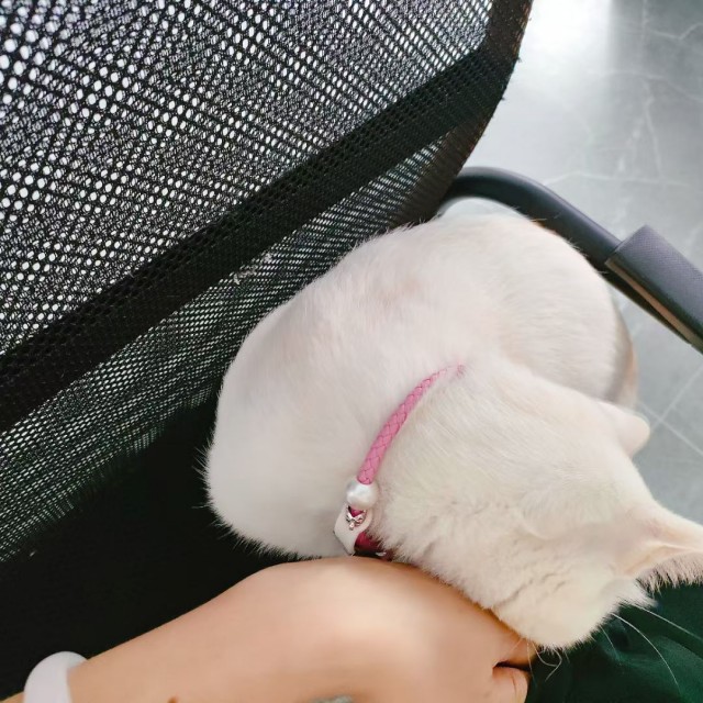 公司的小猫们mmexport1753933256594.jpg
