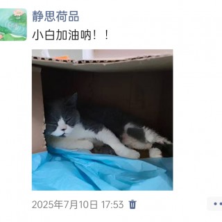 公司的小猫们img_20250731_115356.jpg
