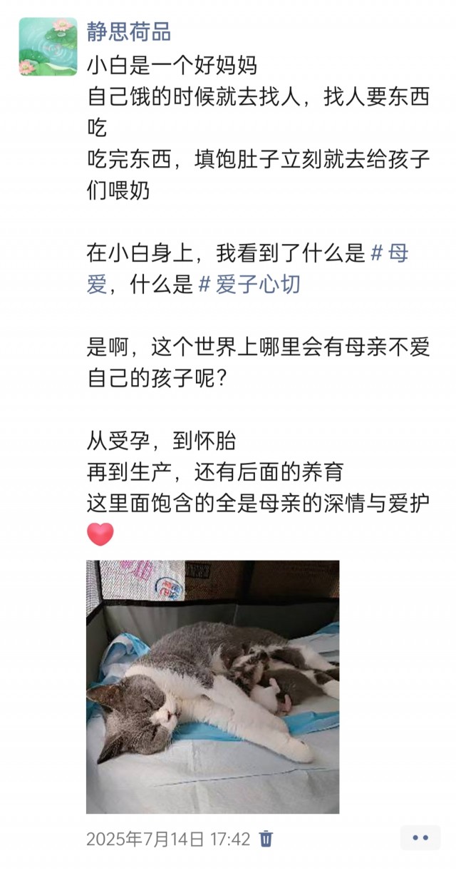 公司的小猫们img_20250731_174531.jpg