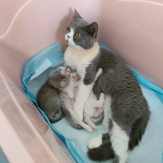 公司的小猫们mmexport1753956277567.jpg