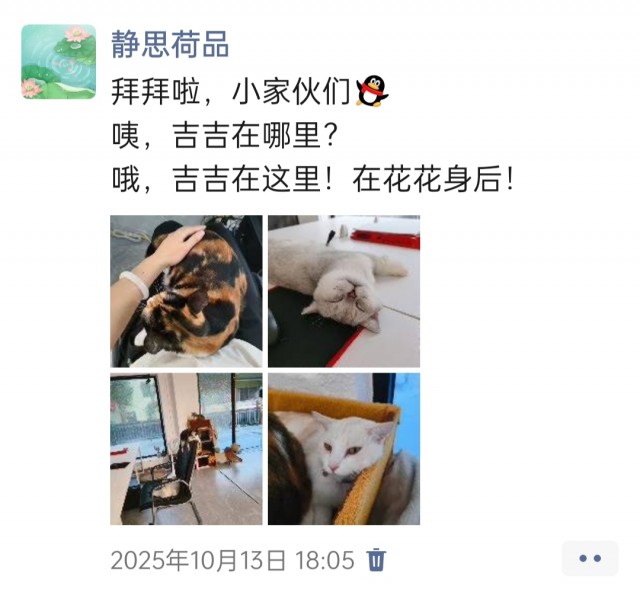 公司的小猫们img_20251126_153959.jpg