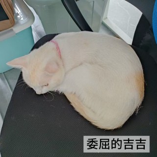 公司的小猫们mmexport1753954806944.jpg