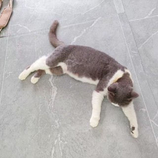 公司的小猫们mmexport1753932882949.jpg