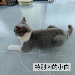 公司的小猫们mmexport1753954802240.jpg