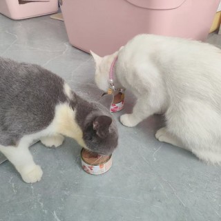 公司的小猫们mmexport1753932924497.jpg