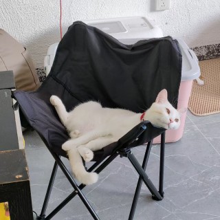 公司的小猫们mmexport1753932744082.jpg