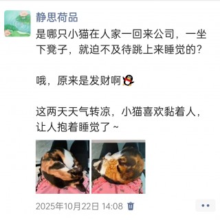 公司的小猫们img_20251126_161043.jpg