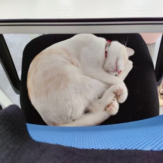 公司的小猫们mmexport1753932569413.jpg