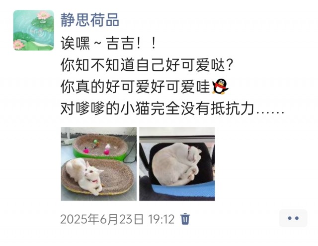 公司的小猫们img_20250731_113043.jpg