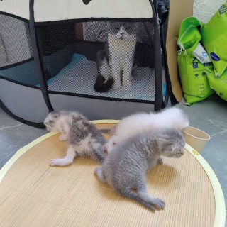 公司的小猫们mmexport1753956237700.jpg