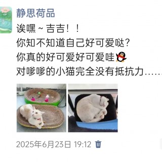 公司的小猫们img_20250731_113043.jpg