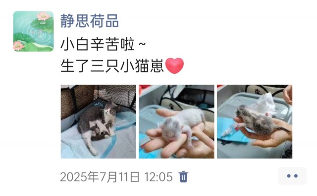公司的小猫们img_20250731_115408.jpg