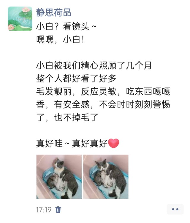 公司的小猫们img_20250731_180742.jpg