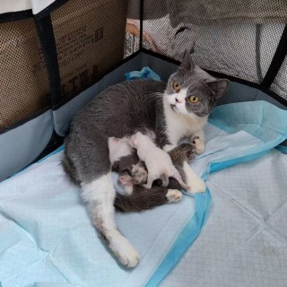 公司的小猫们mmexport1753933497419.jpg